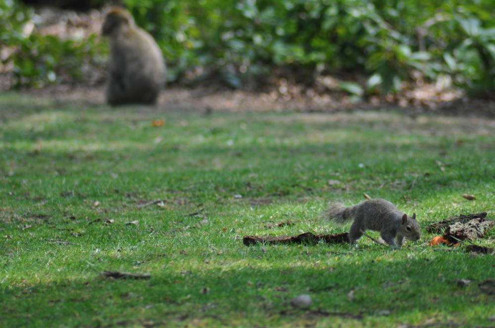 Trentham Monkey... Squirrel Forest